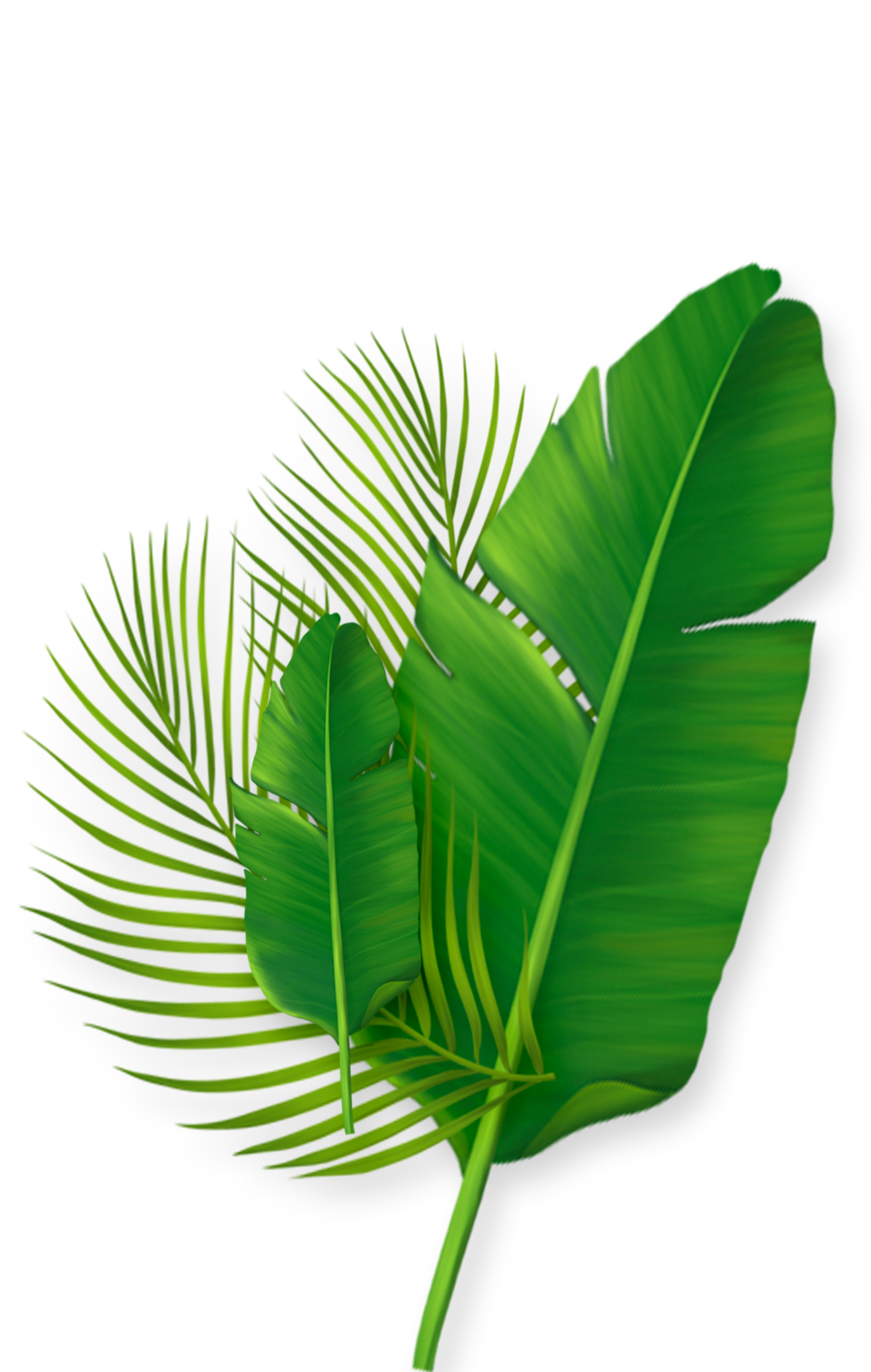 leaf